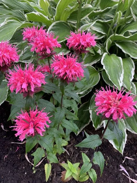 Low-Maintenance Summer Flowering Perennials for Full Sun