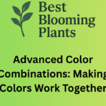 Advanced Color Combinations: Making Colors Work Together