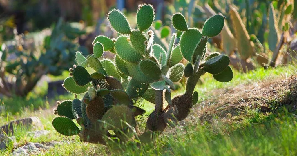 Cactus Plant
