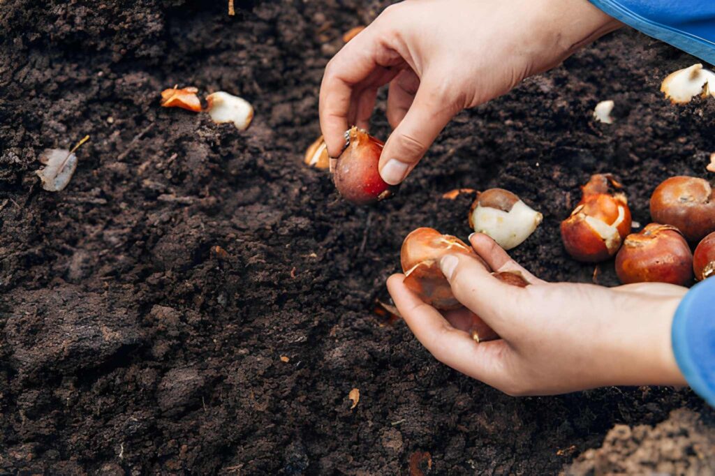 Determining Exactly How Deep to Plant Tulip Bulbs Determining Exactly How Deep to Plant Tulip Bulbs