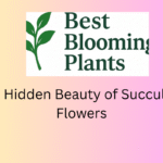 The Hidden Beauty of Succulent Flowers