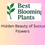 The Hidden Beauty of Succulent Flowers