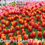 How Deep to Plant Tulip Bulbs