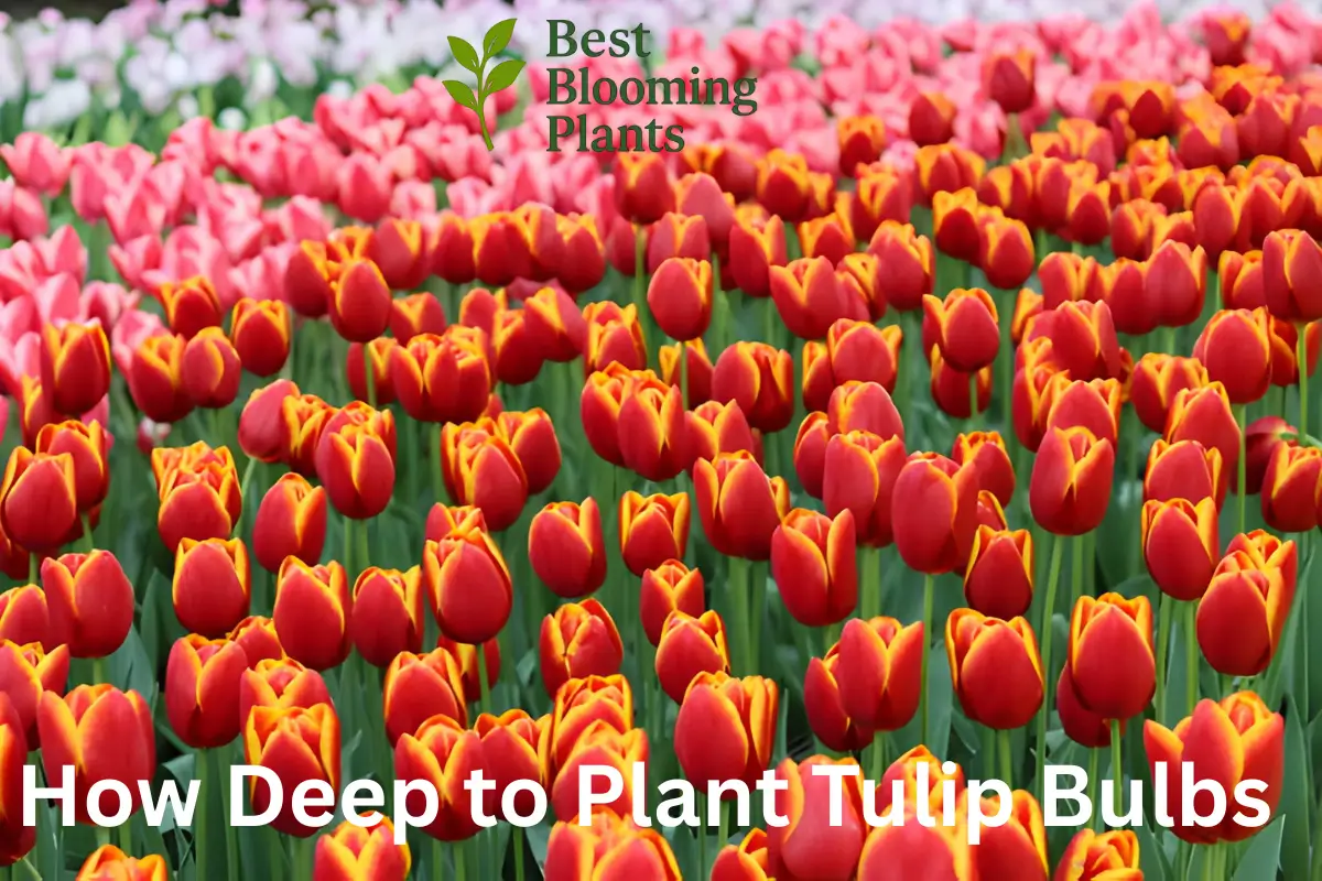 How Deep to Plant Tulip Bulbs