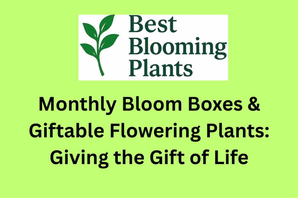 Monthly Bloom Boxes & Giftable Flowering Plants: Giving the Gift of Life