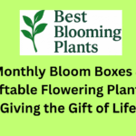 Monthly Bloom Boxes & Giftable Flowering Plants: Giving the Gift of Life