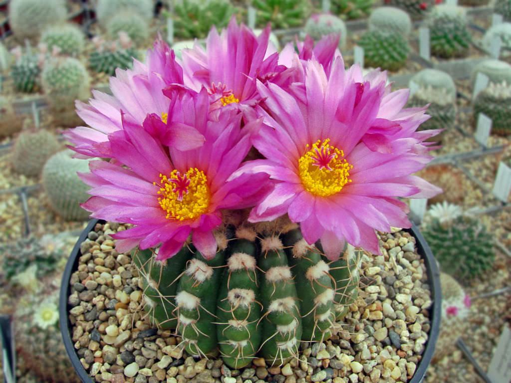 The Amazing World of Cactus Flowers