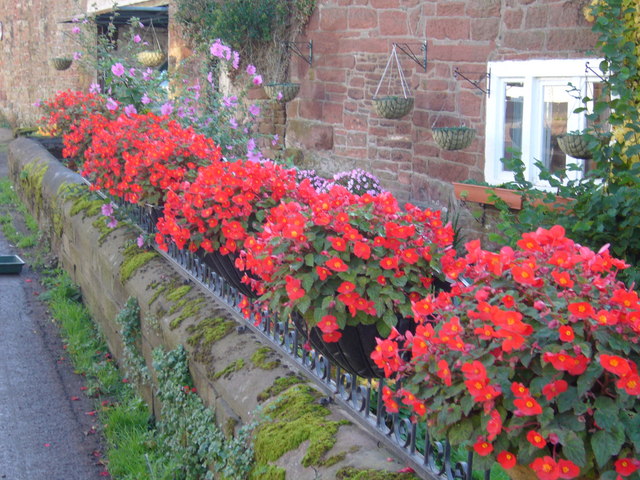 Flowers for Hanging Plants: Ek Sundar Guide Flowers for Hanging Plants: Ek Sundar Guide