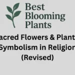 Sacred Flowers & Plants: Symbolism in Religion (Revised)