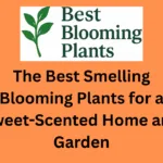 The Best Smelling Blooming Plants for a Sweet-Scented Home and Garden