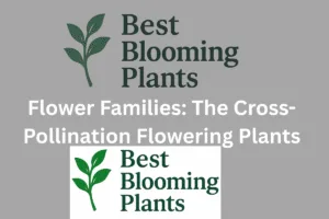 A World of Wonder: Unique Cross Breed Flowers & Modern Hybrids 