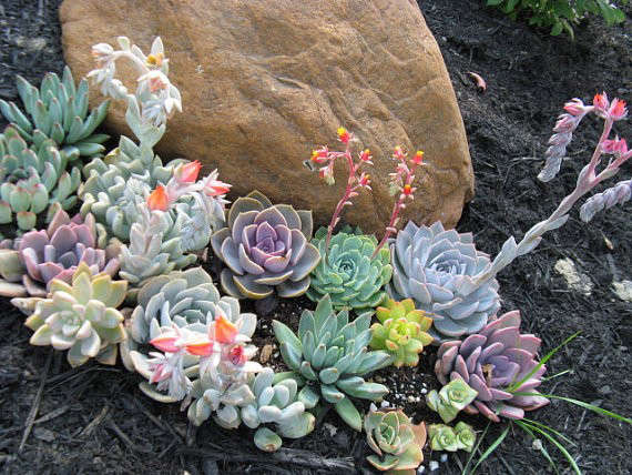The Hidden Beauty of Succulent Flowers