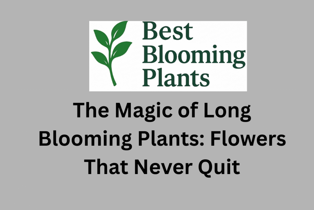 The Magic of Long Blooming Plants: Flowers That Never Quit