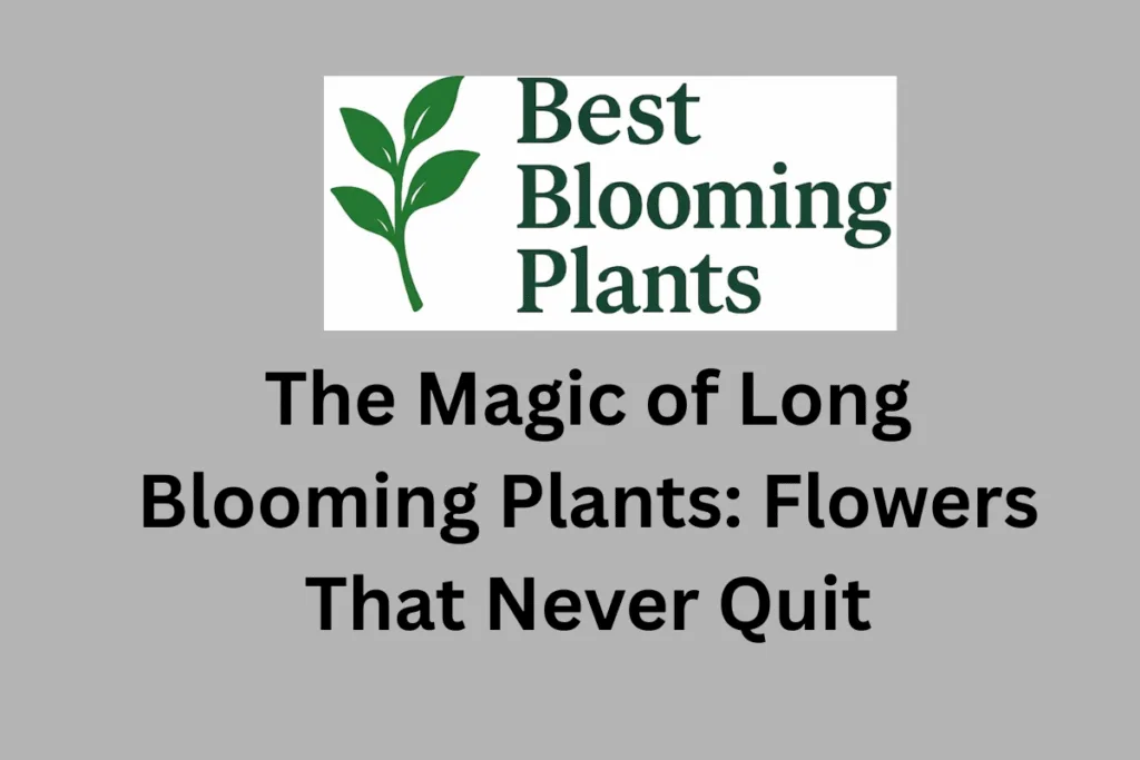 The Magic of Long Blooming Plants: Flowers That Never Quit