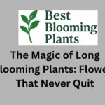 The Magic of Long Blooming Plants: Flowers That Never Quit