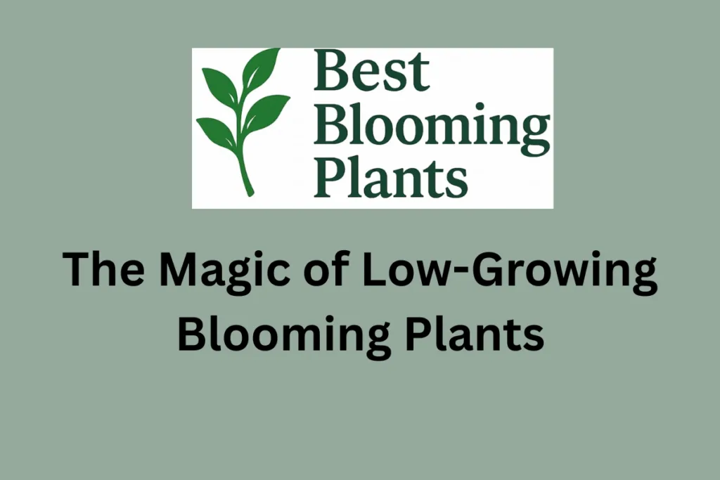 The Magic of Low-Growing Blooming Plants