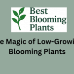 The Magic of Low-Growing Blooming Plants
