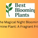The Magical Night Blooming Jasmine Plant: A Fragrant Friend