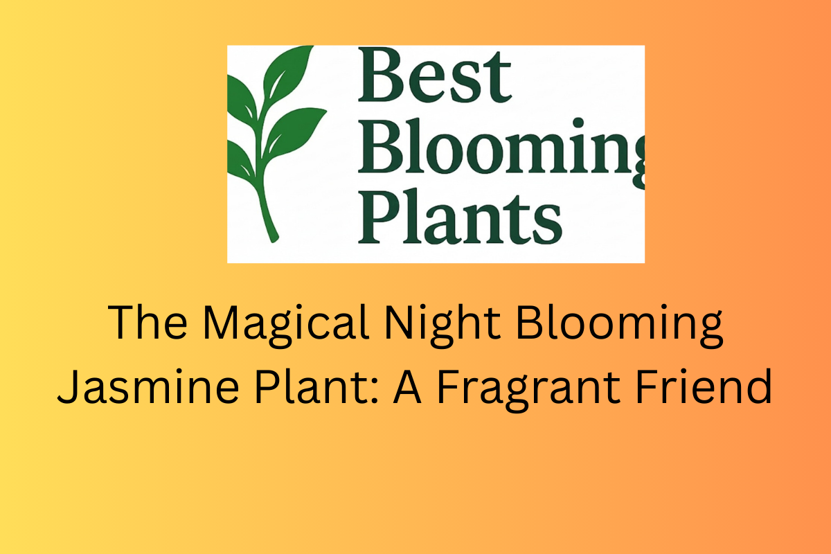The Magical Night Blooming Jasmine Plant: A Fragrant Friend