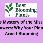 The Mystery of the Missing Flowers: Why Your Plants Aren't Blooming