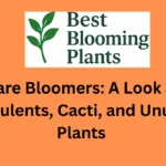 Rare Bloomers: A Look at Succulents, Cacti, and Unusual Plants