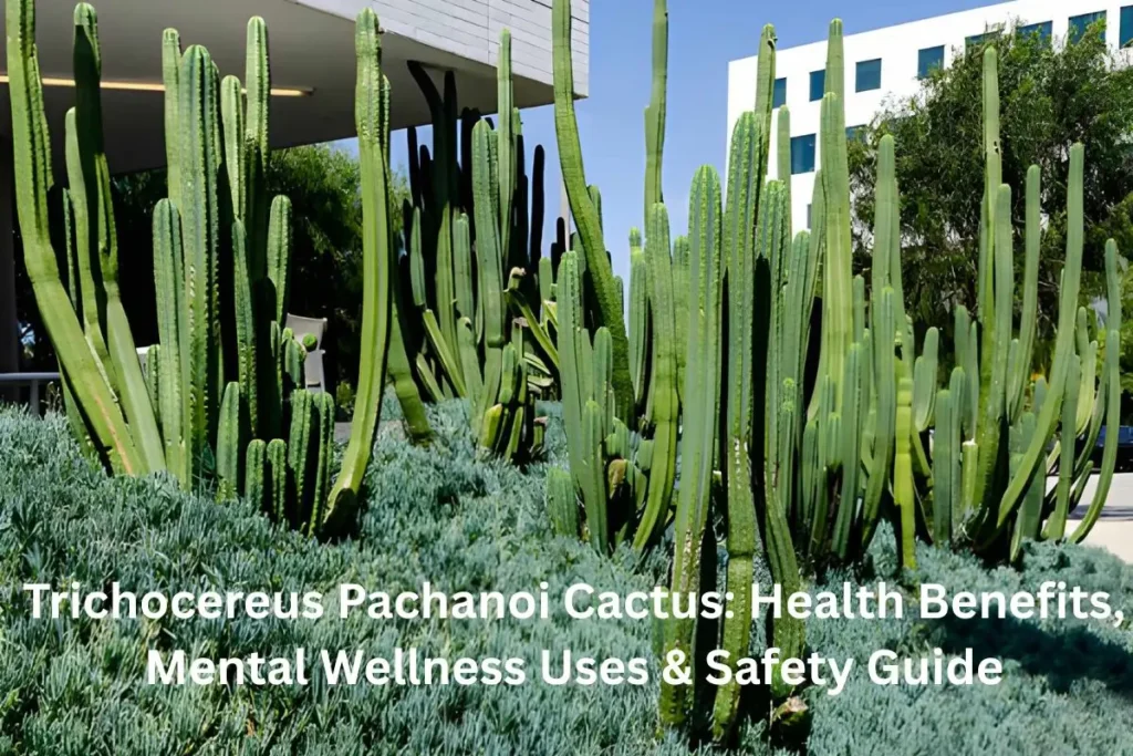 Trichocereus Pachanoi Cactus: Health Benefits, Mental Wellness Uses & Safety Guide