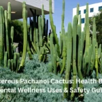 Trichocereus Pachanoi Cactus: Health Benefits, Mental Wellness Uses & Safety Guide