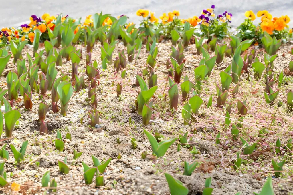 Understanding the Beauty of Tulips