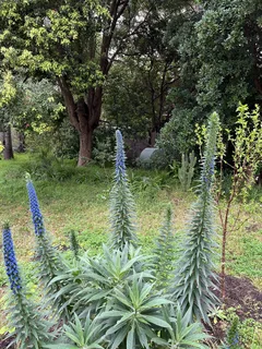 Conical Flowering Plants