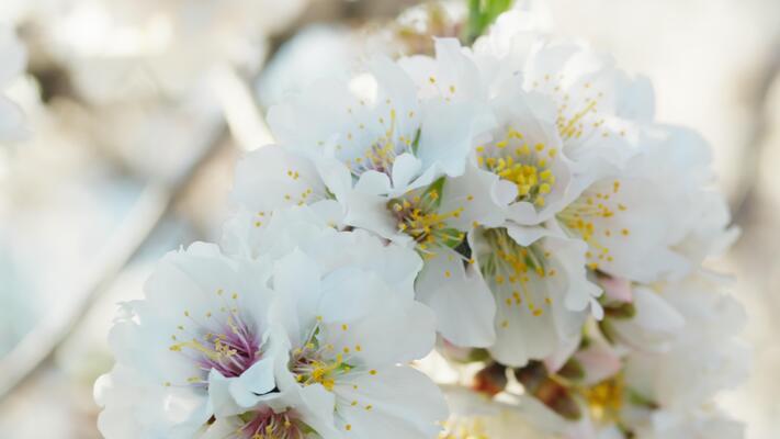 The Magic of Spring Flowering Trees