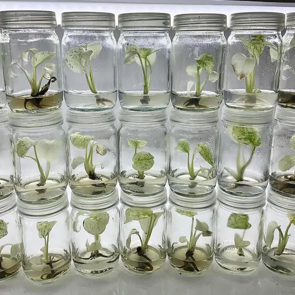 A World in a Jar: Understanding Tissue Culture Plants