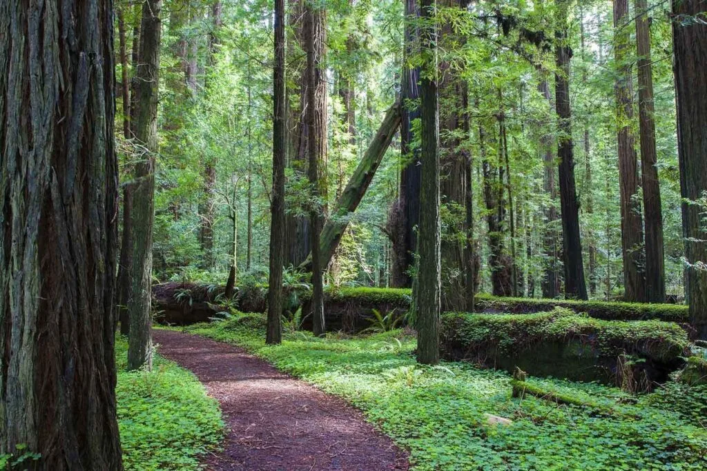 The Giant Forest: A World of Ancient Giants
