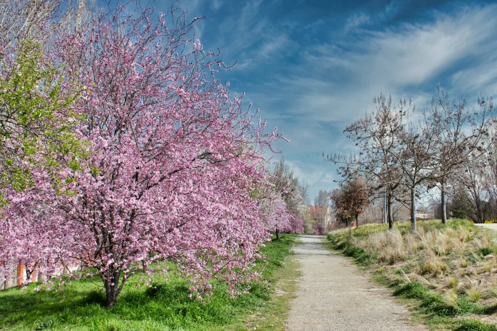 The Magic of Spring Flowering Trees