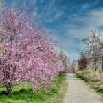 The Magic of Spring Flowering Trees
