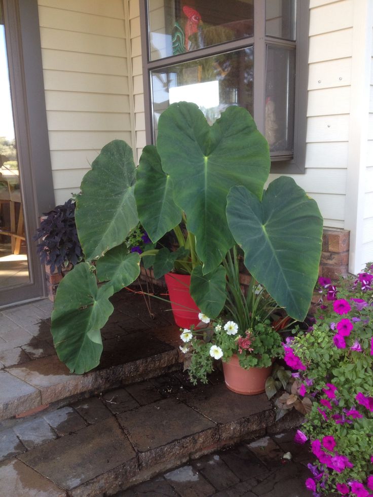Discovering Elephant Ears the Plant

