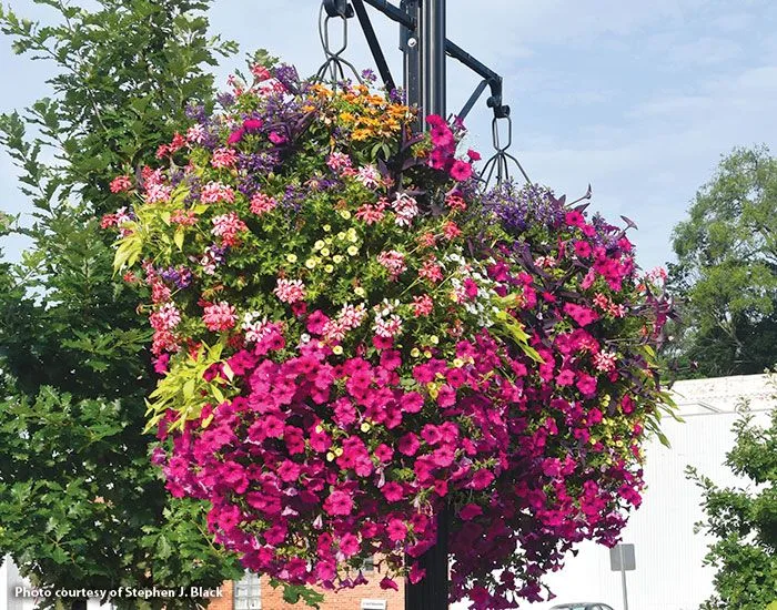 The Ultimate Guide to Hanging Flower Basket Plants