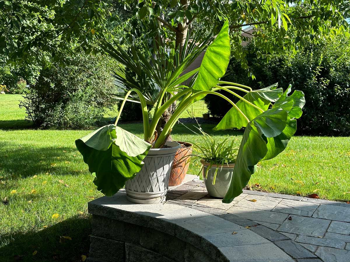 Discovering Elephant Ears the Plant
