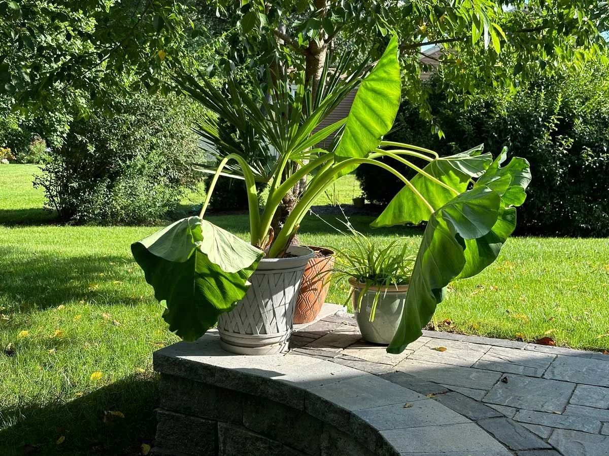 Discovering Elephant Ears the Plant
