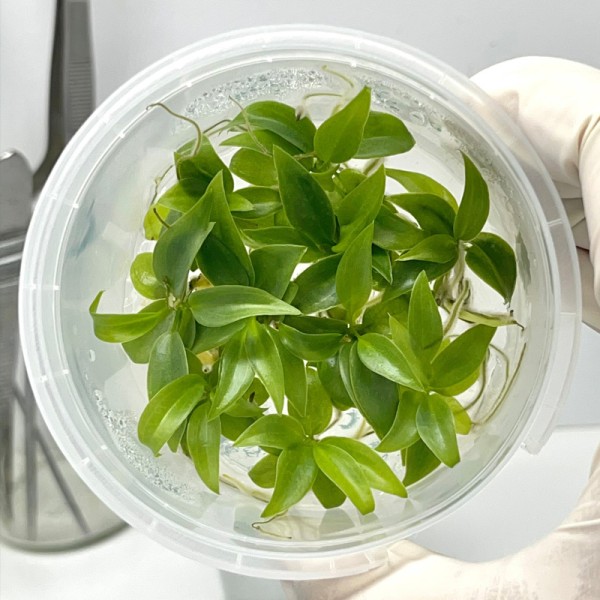A World in a Jar: Understanding Tissue Culture Plants