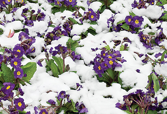 Discover the best winter flowering plants to brighten your garden. From jasmine to pansies, learn which flowers thrive in the cold and snow for year-round color.
