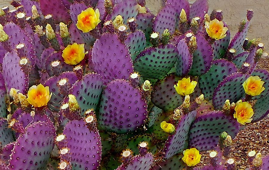 The Amazing World of Cactus Flowers