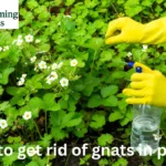 Rid of Gnats in Plant