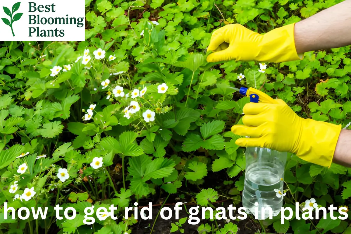 Rid of Gnats in Plant