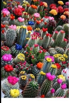 The Amazing World of Cactus Flowers