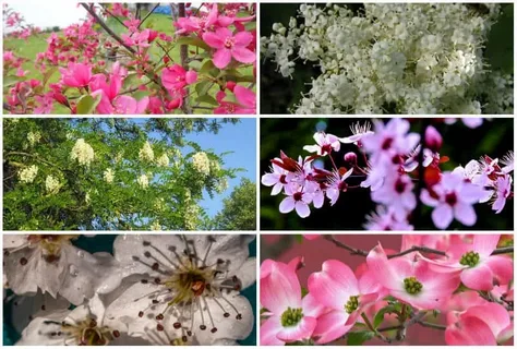 The Magic of Spring Flowering Trees