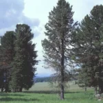 The Giant Forest: A World of Ancient Giants