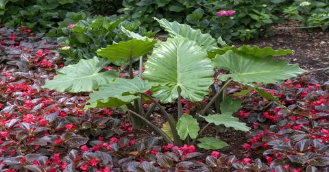 Discovering Elephant Ears the Plant
