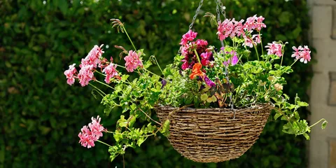 The Ultimate Guide to Hanging Flower Basket Plants
