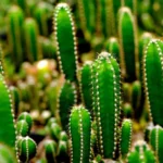 Cactus Plant