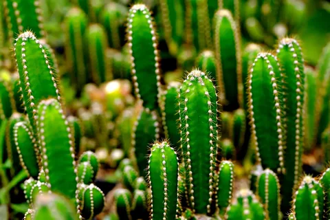 Cactus Plant